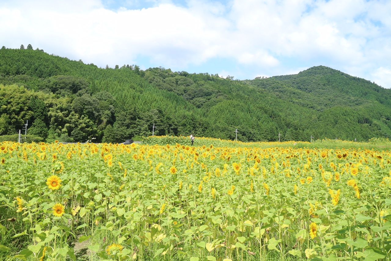 兵庫県佐用町のひまわり畑