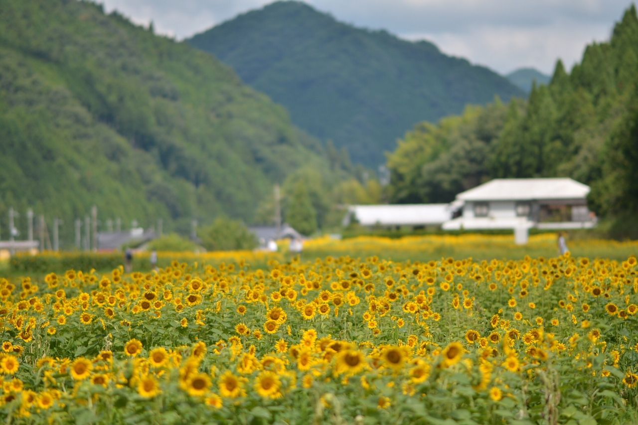 兵庫県佐用町のひまわり畑