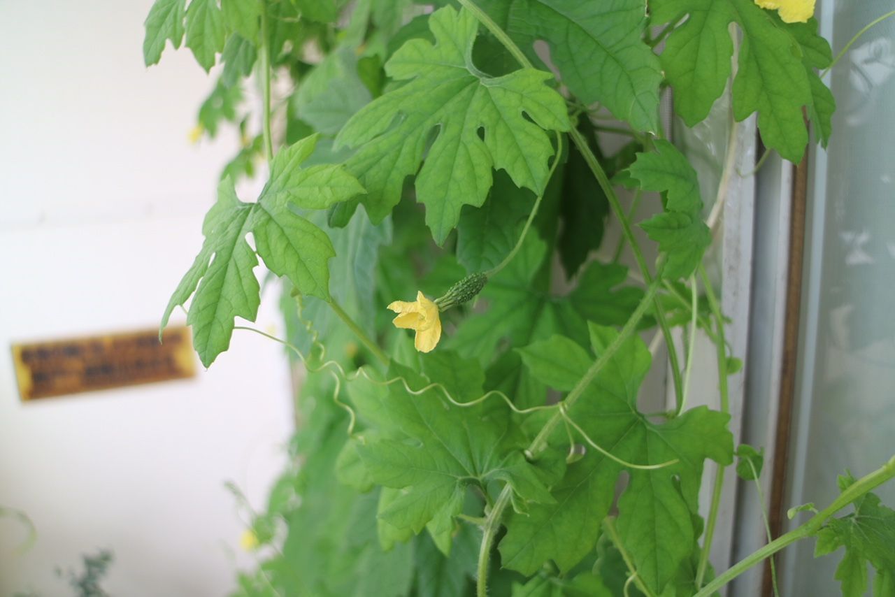 ベランダで家庭菜園。ゴーヤ小さなゴーヤの実、大きくなりますように…！