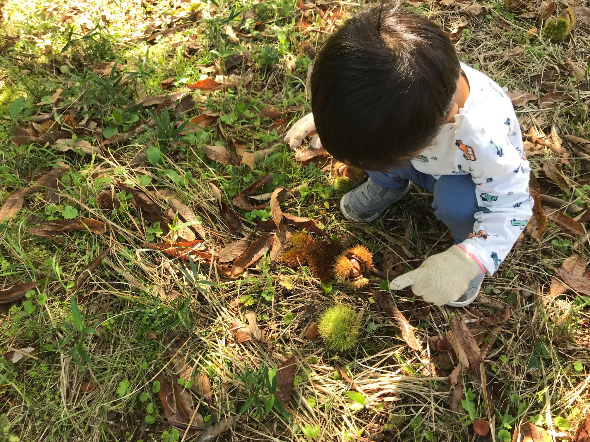 2歳児と楽しむ、秋の栗ひろい体験