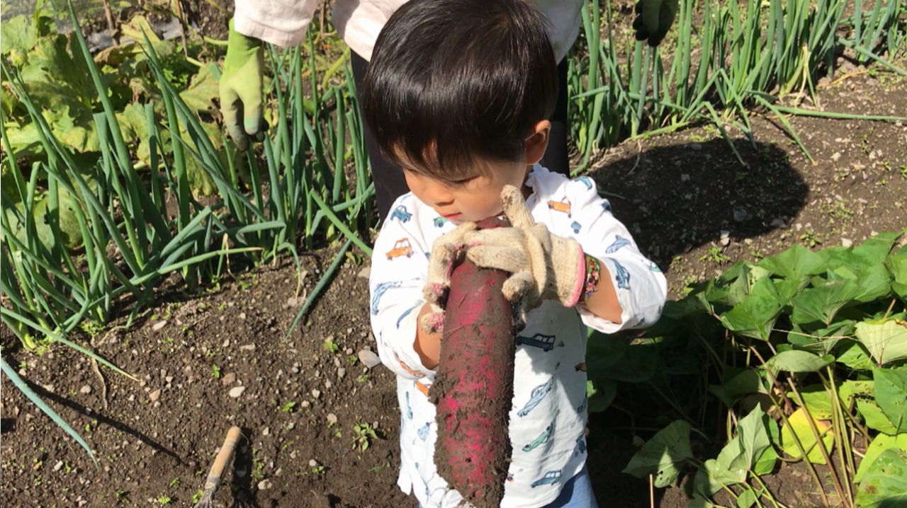 2歳児と楽しむ、秋の芋ほり体験