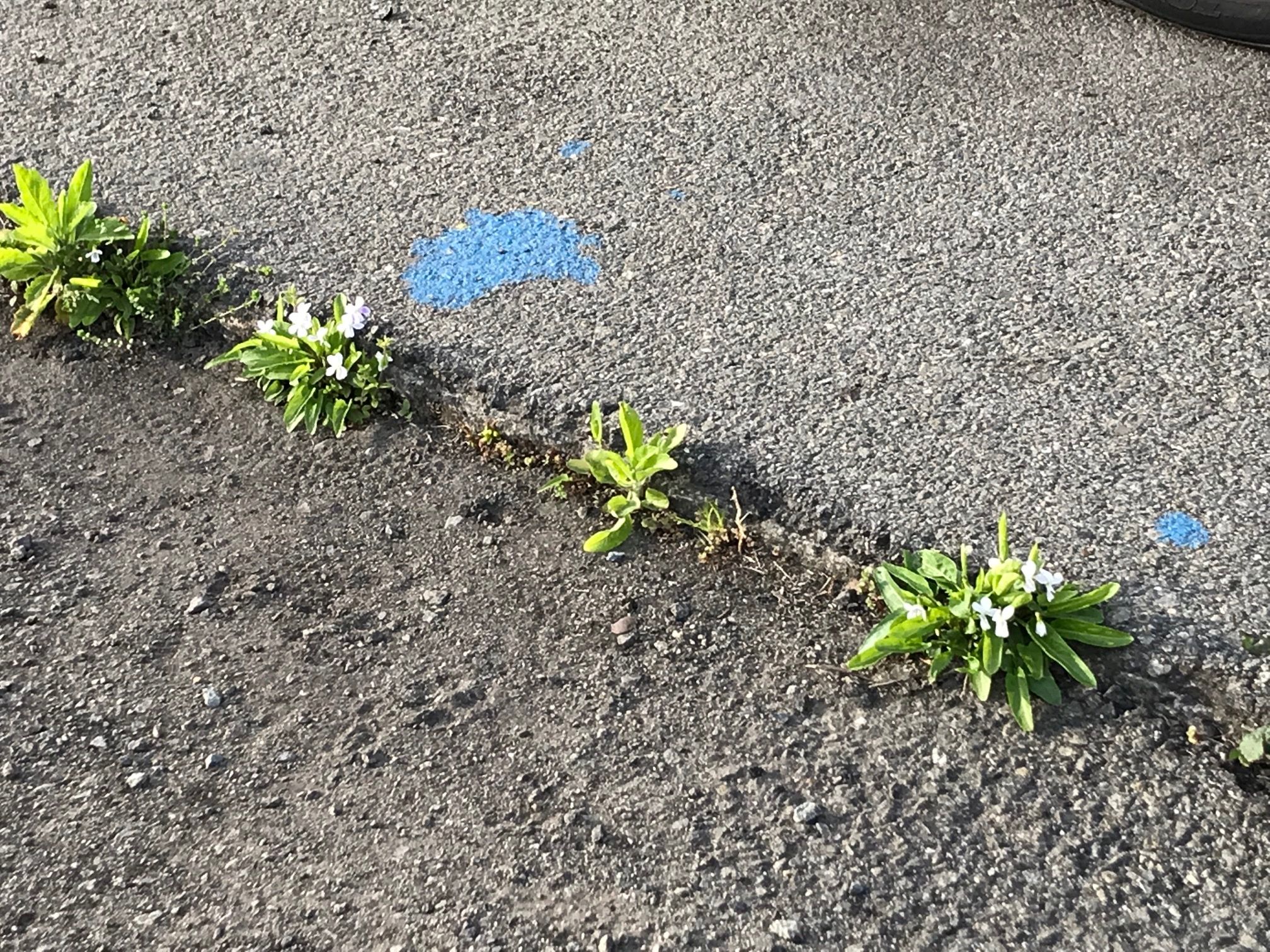 コンクリートから生える春の七草ハコベ