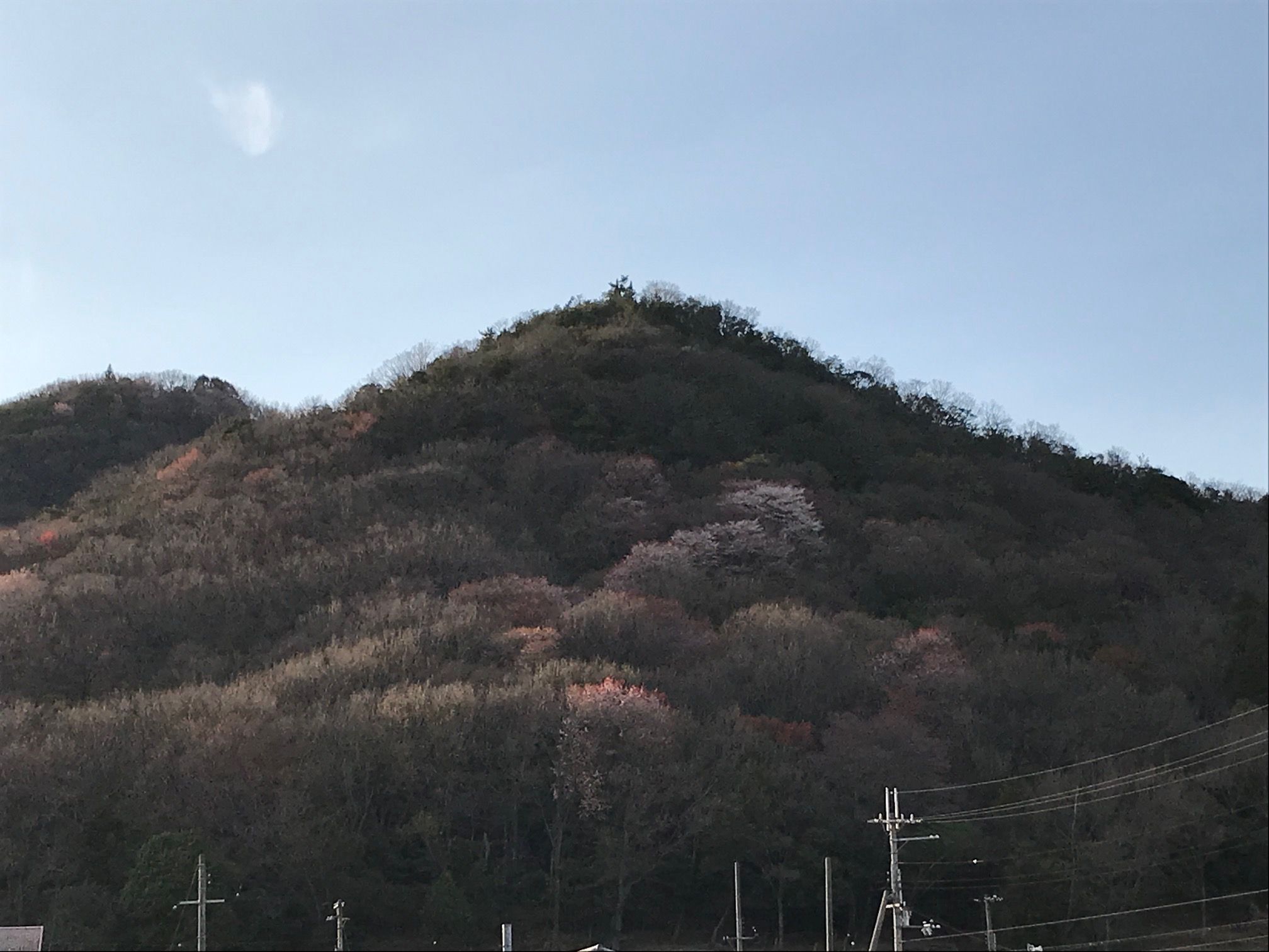 山桜で山がほんのりピンクに