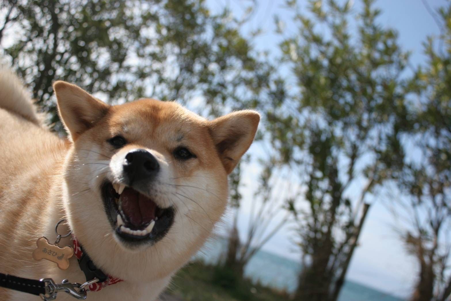 美しい淡路島と可愛すぎる柴犬あさひ。眼レフで魅力たっぷりお届け！のイメージ