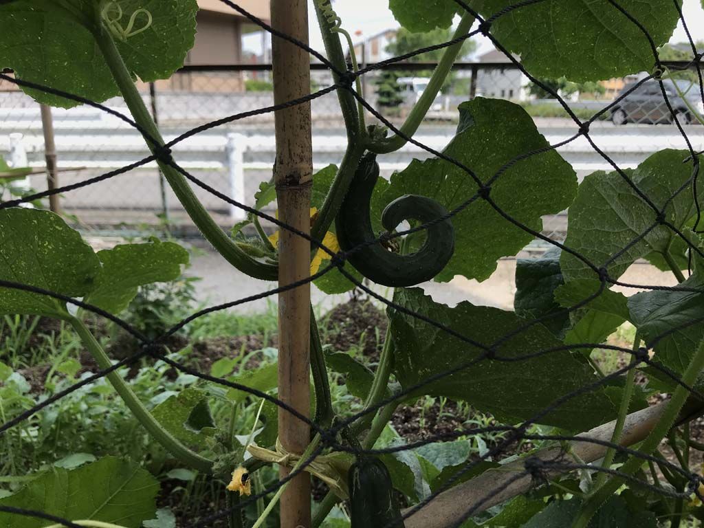 実は…気分転換は大切なので暮らしを楽しむ菜園ブログやってます！！