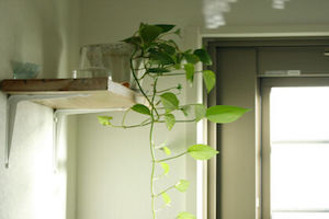 棚と植物