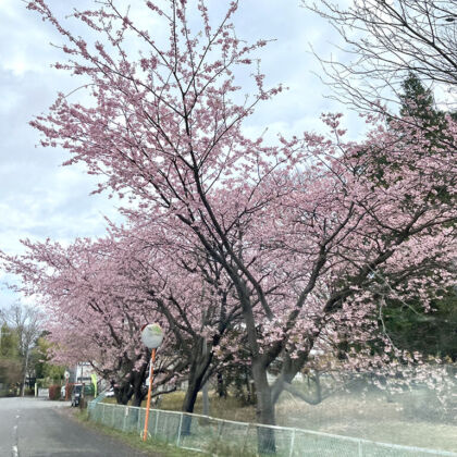 ところどころ桜の開花も見られた3月26日
