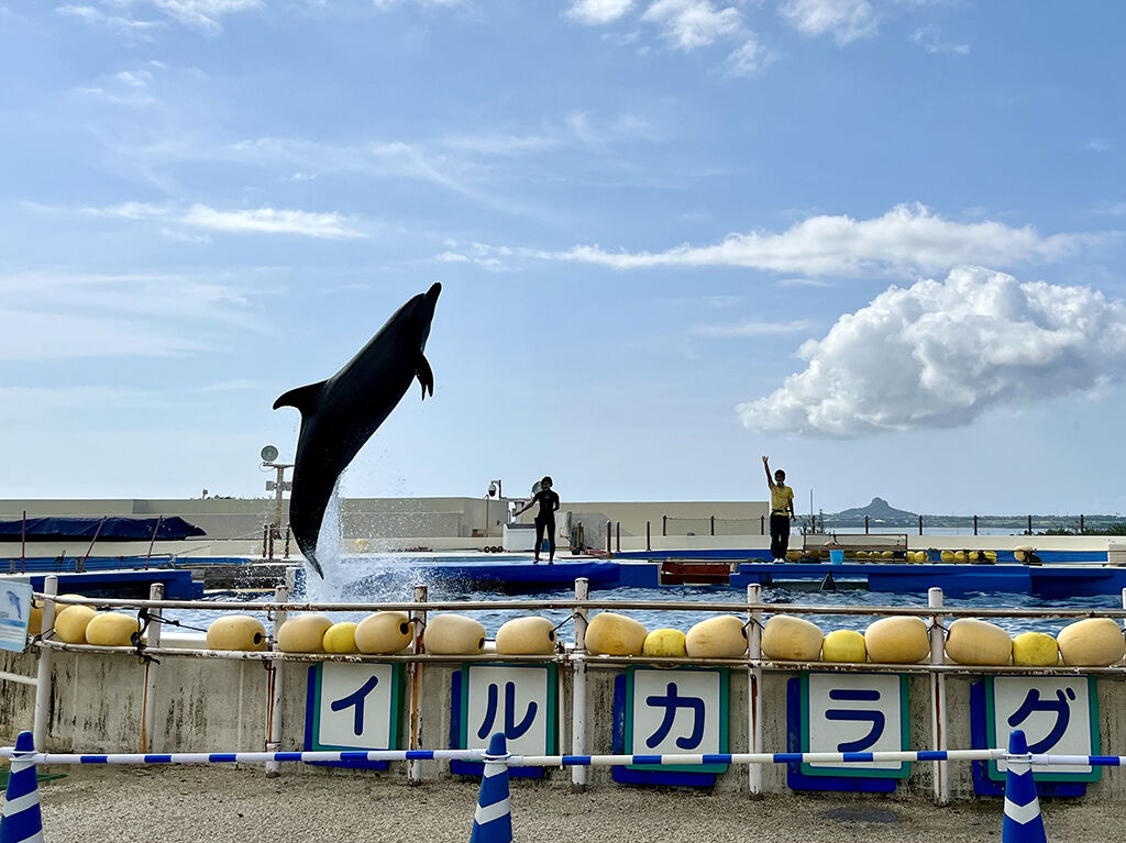 美ら海水族館でのイルカショー