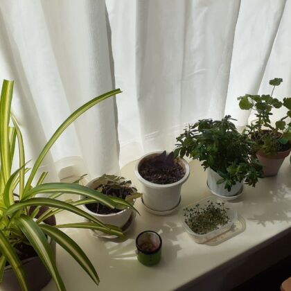 みずのの母宅の観葉植物