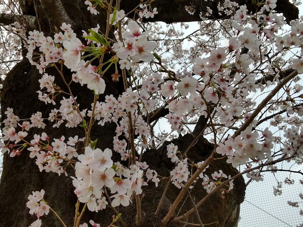 4月を前に東京の桜は満開に
