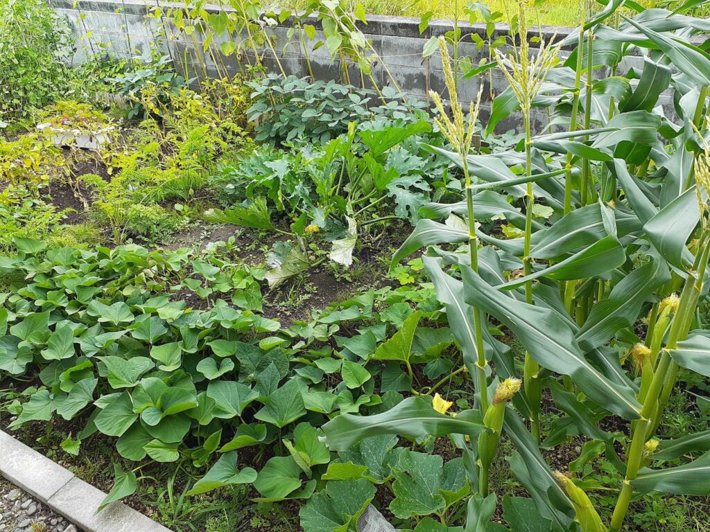 家庭菜園の結果