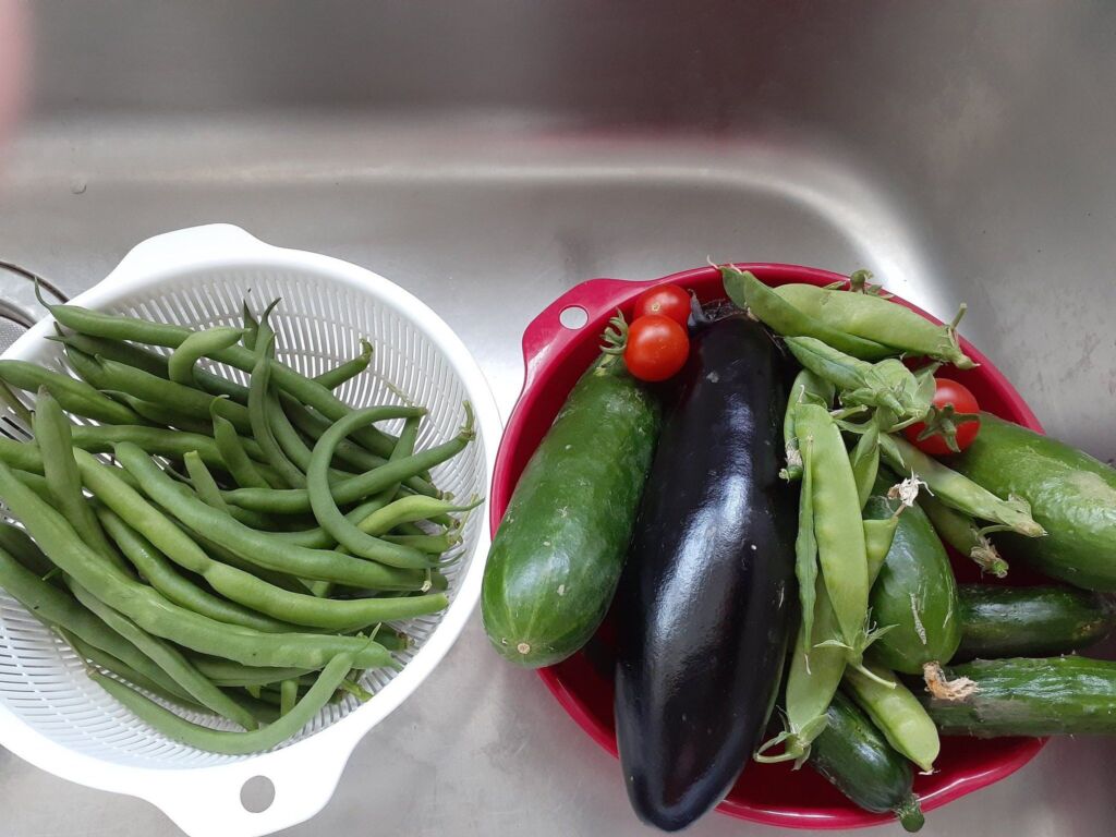 夏野菜の収穫