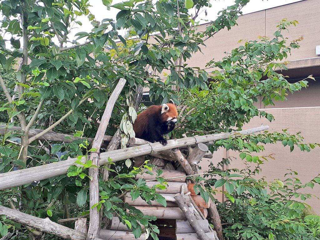 円山動物園のレッサーパンダ