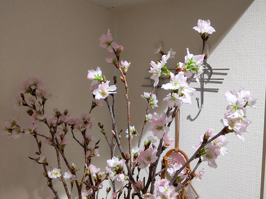 お土産の桜の枝