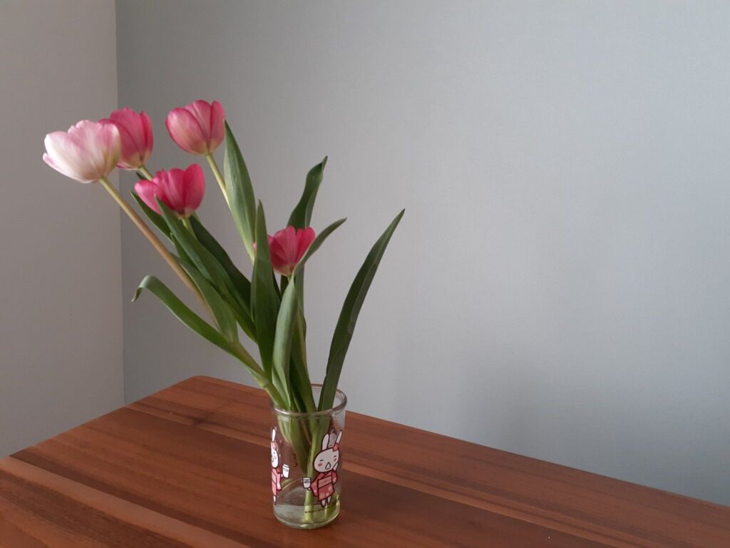 春の花チューリップ