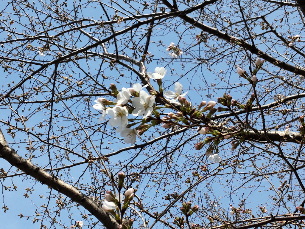 東京では桜の開花宣言
