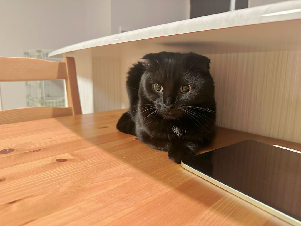 テーブルの上の猫