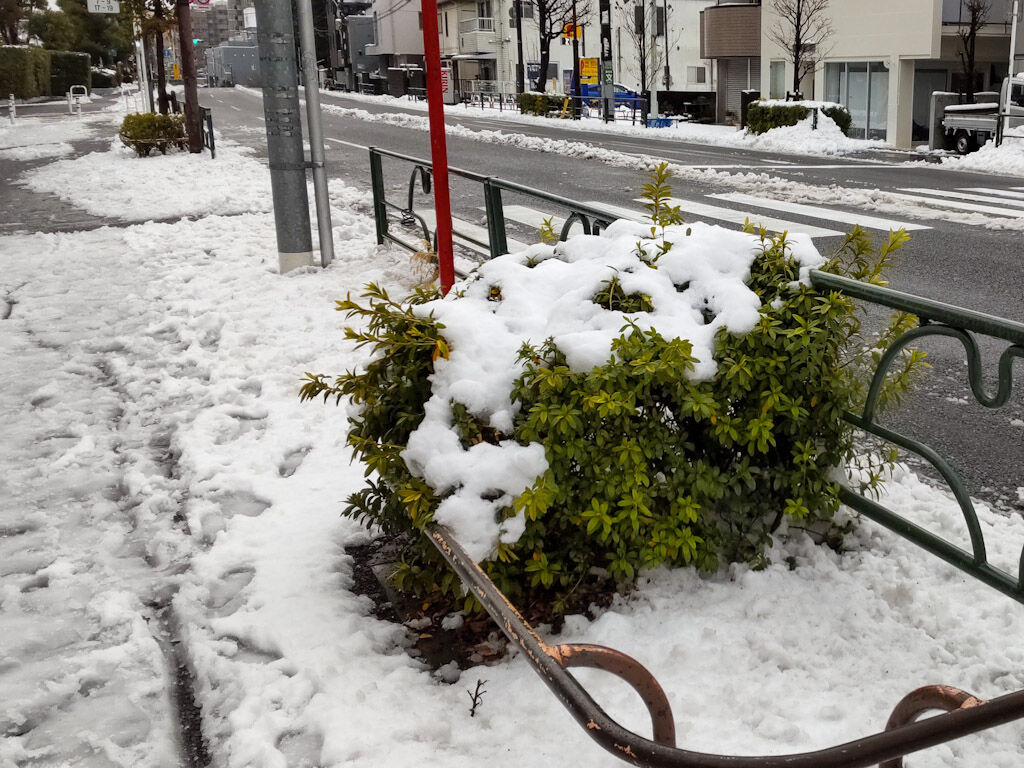 東京都内で積もった雪
