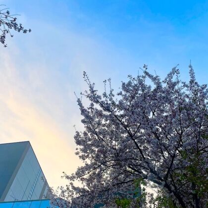 桜の写真　背景の青空