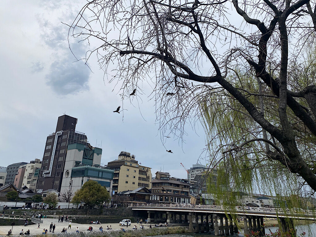 京都の三条大橋にいるたくさんの野鳥