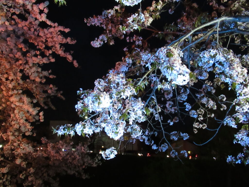 新川桜並木の夜桜