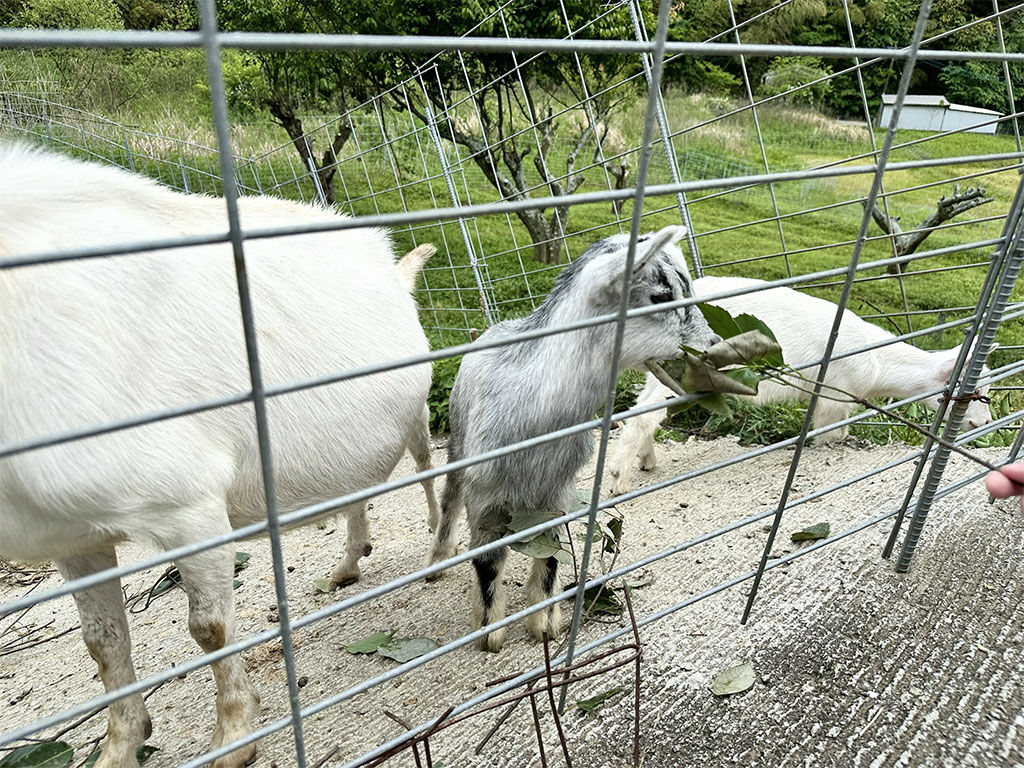 糸島やぎ牧場の子山羊