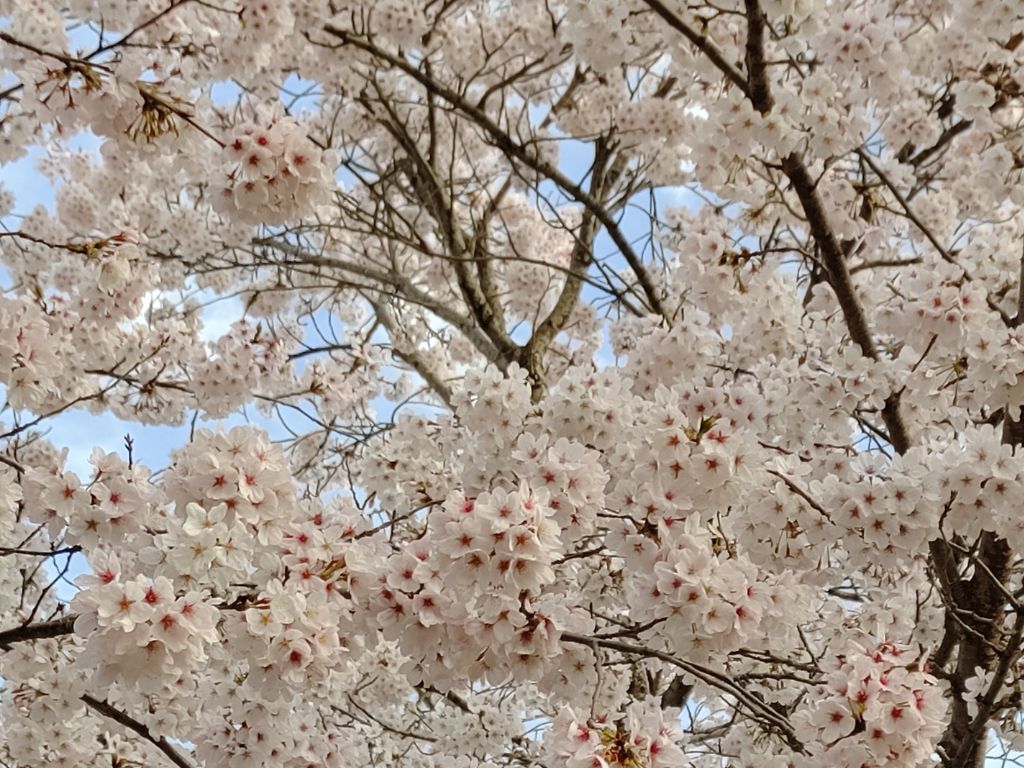 卒業式桜イメージ