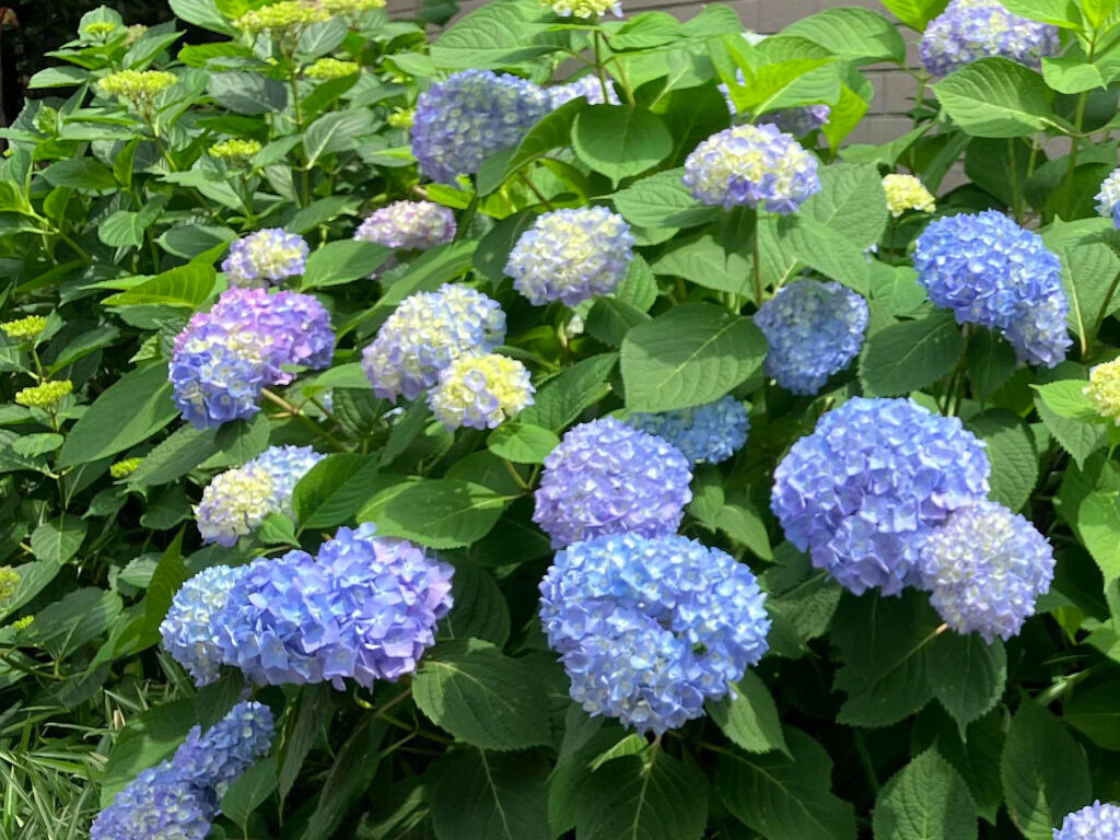 梅雨入り前なのに咲いている紫陽花