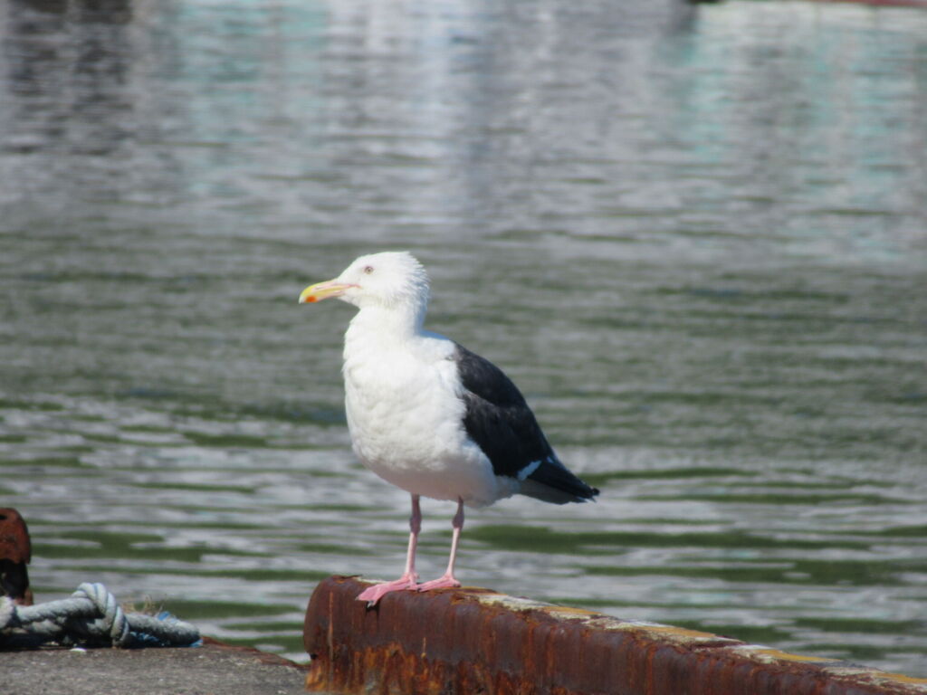 海とかもめ