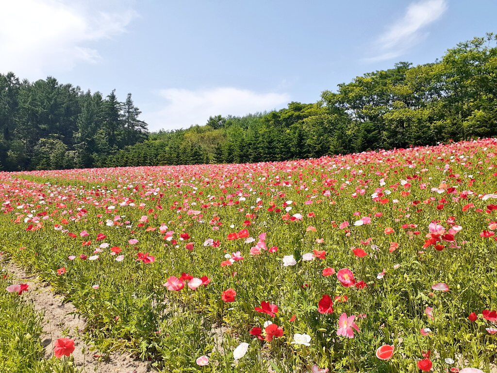 花畑の様子