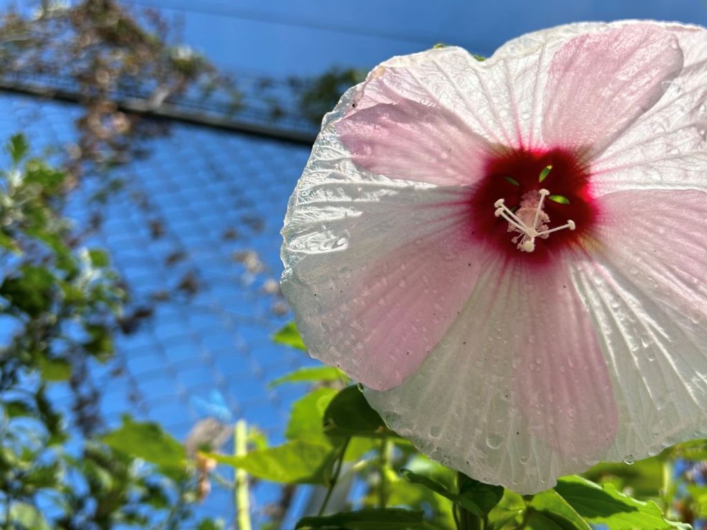 夏の花