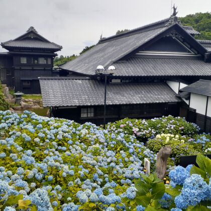 アジサイ園の様子