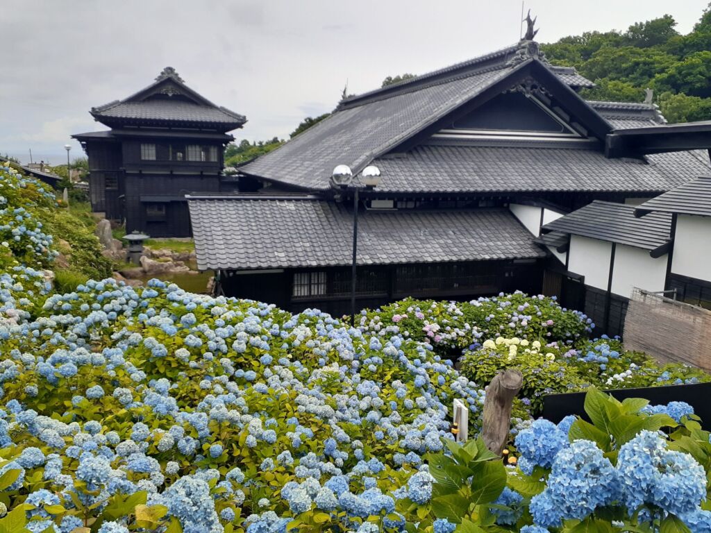 アジサイ園の様子