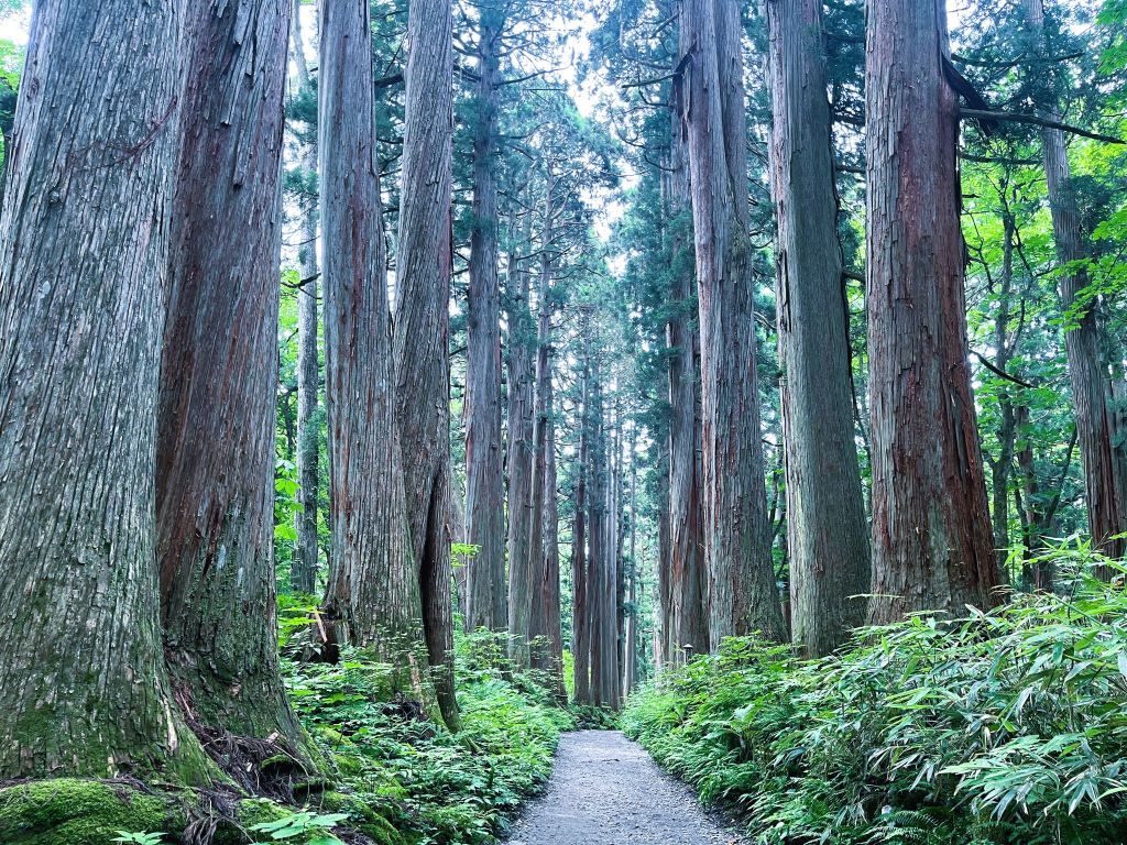 戸隠神社奥社の参道