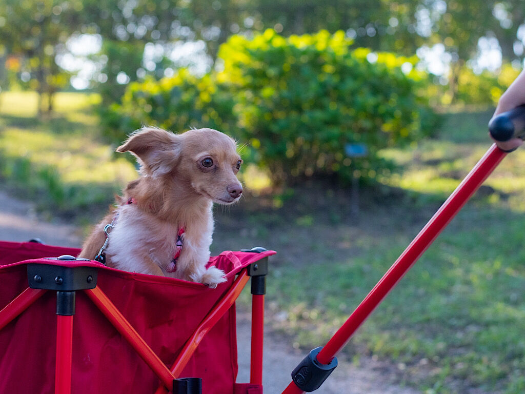 犬