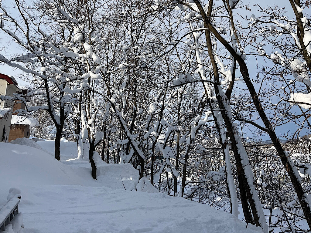 雪景色