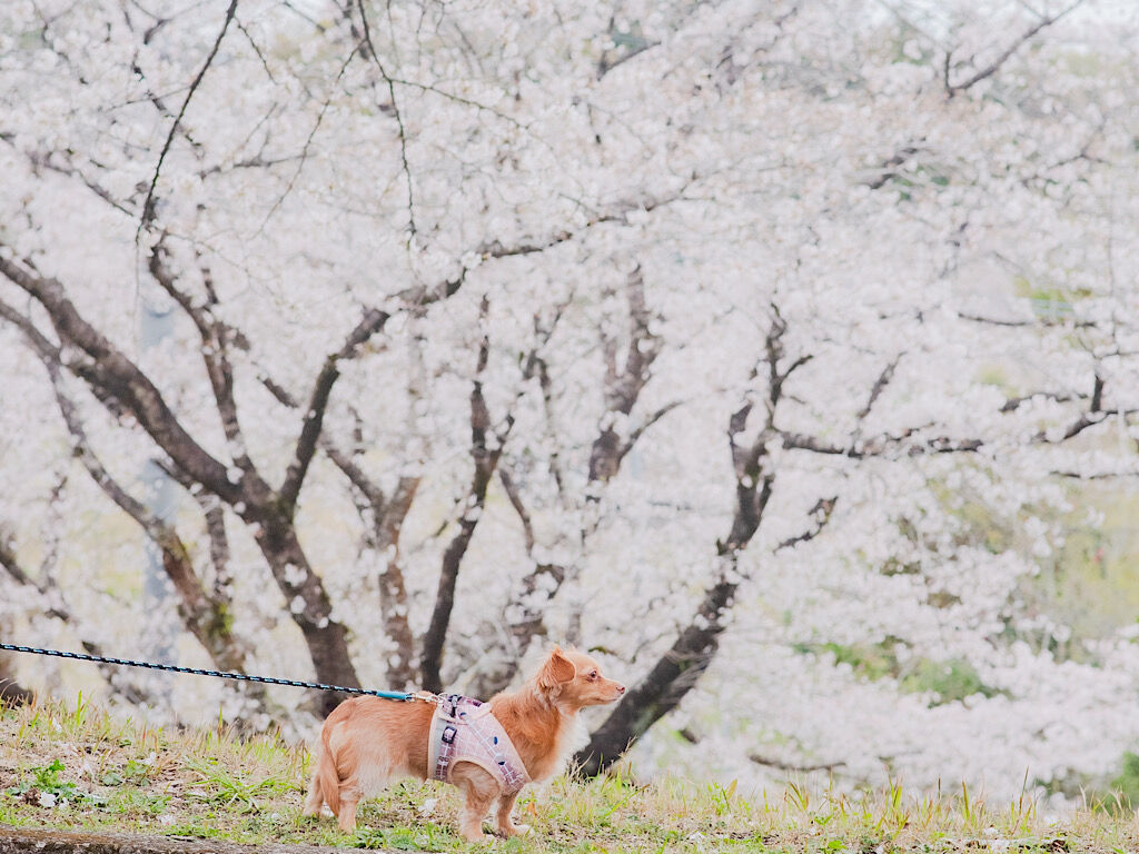 犬