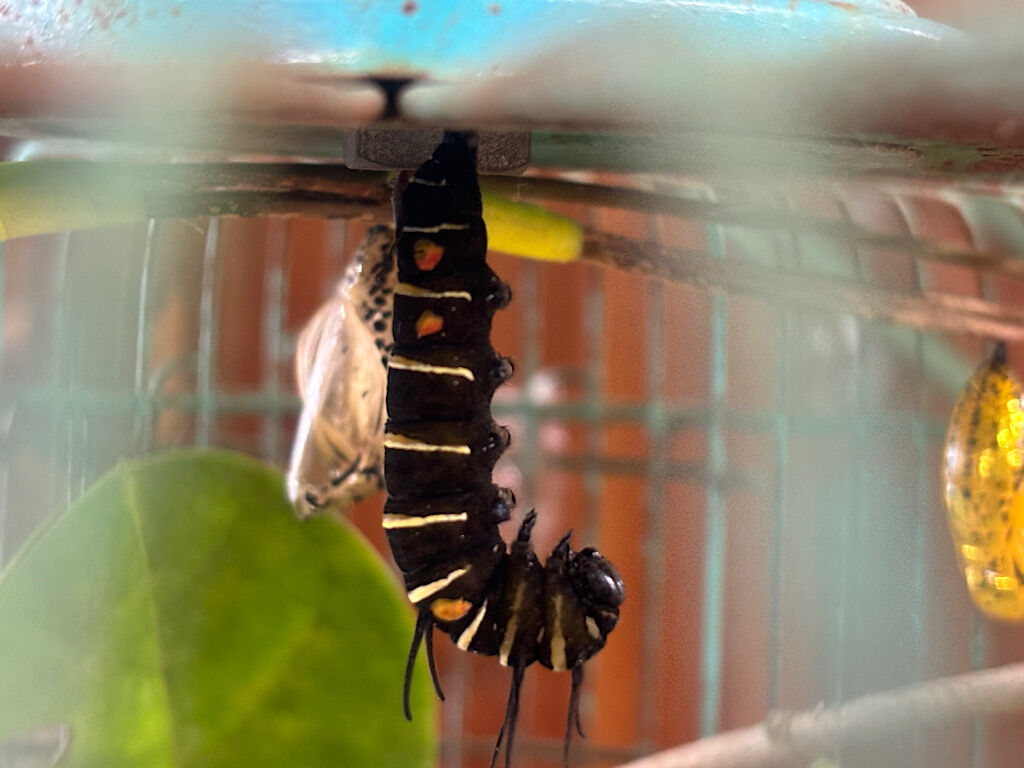 オオゴマダラの幼虫