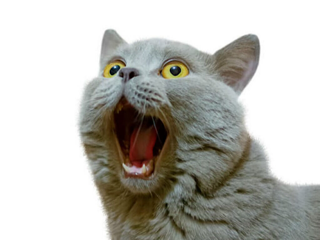 猫