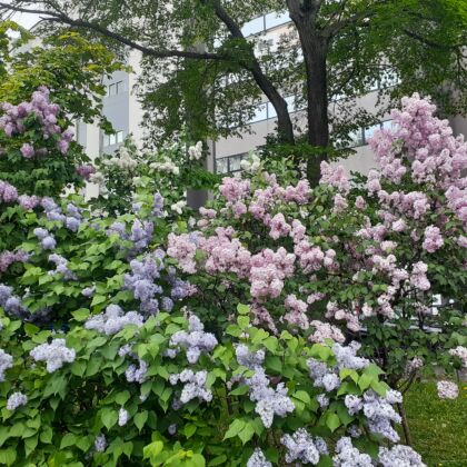 初夏の札幌