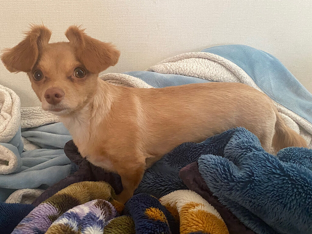 犬