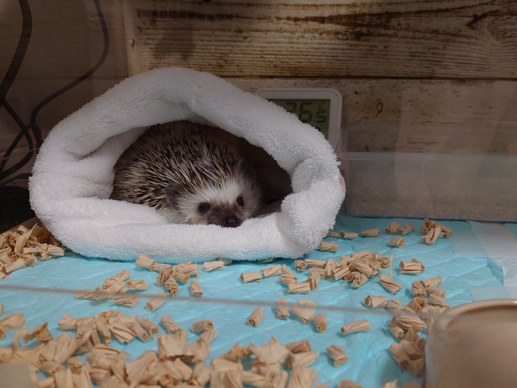 ハリネズミ