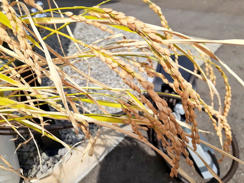 バケツ稲