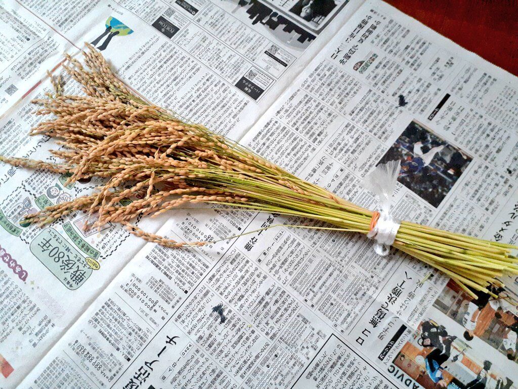 育てる楽しみ、受け継ぐ喜び。みずの家のバケツ稲と植物を彩る家具♪