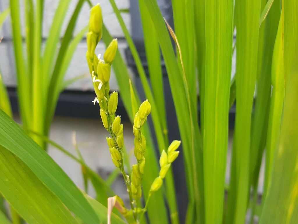 稲の花