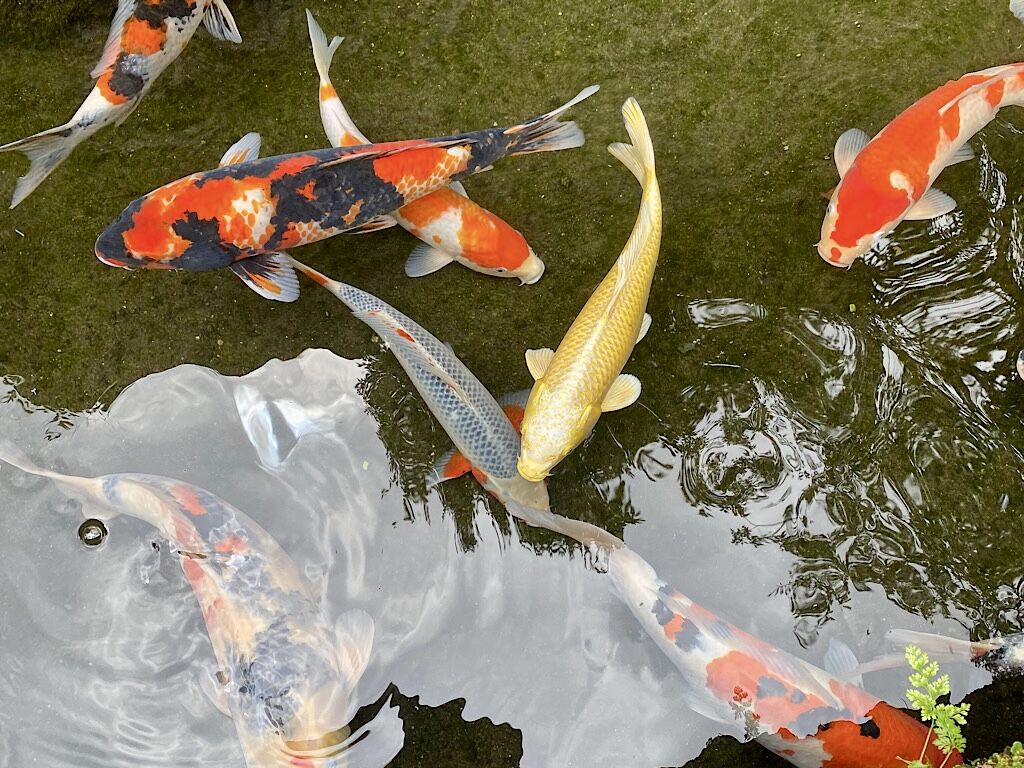 鯉