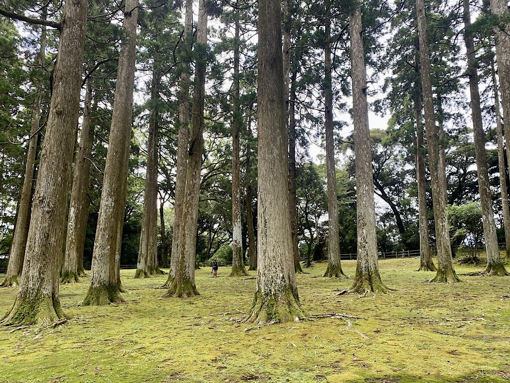 飫肥杉