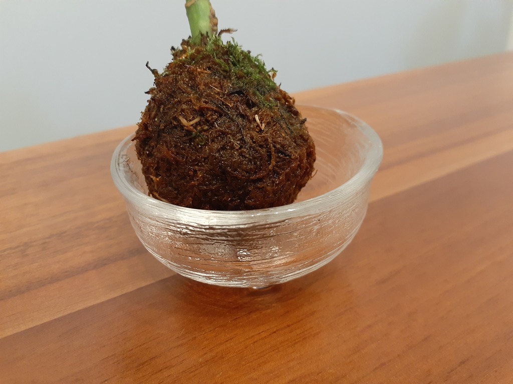 コケ玉の受け皿