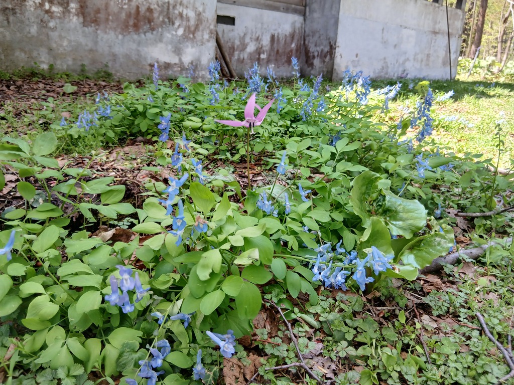 田舎の花