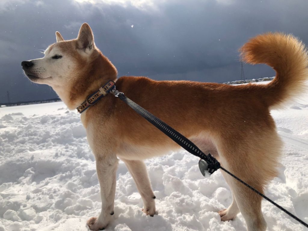 柴犬の「はるお」